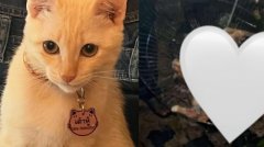 泰国清洁工烧烤死猫 宠物主
